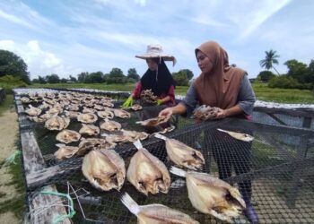 SITI Khadijah Bakar menjemur ikan di Kampung Pachakan, Kuala Besut, Terengganu. – MINGGUAN/WAN ZURATIKAH IFFAH WAN ZULKIFLI