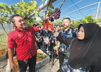 Buah anggur yang hampir matang hasil usaha dan inovasi pelajar Kolej Vokasional Pasir Puteh.  – UTUSAN/TOREK SULONG