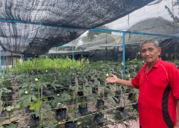 ZAINAL Abidin Ariffin menunjukkan tanaman yang diusahakan di kebun komuniti tani di Taman Kiaramas, Kluang, Johor.