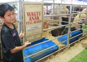 NABIL Nazmi menunjukkan lembu wagyu yang dimenanginya dalam cabutan bertuah sempena Mini Maha Pahang 2025 Temerloh