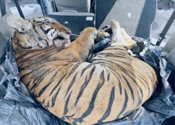 BANGKAI seekor harimau belang berjaya dibongkar polis dalam Operasi Bersepadu Khazanah di Felda Tenggaroh, Mersing, pagi tadi.