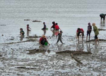 ORANG ramai mengutip kerang yang terdampar akibat fenomena ombak besar di Pantai Tanjung Kepah, Lekir, Perak. – UTUSAN/AIN SAFRE BIDIN