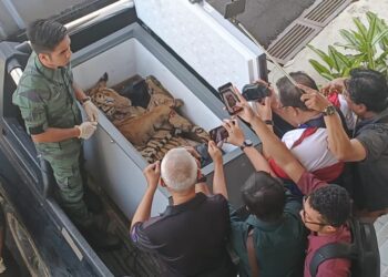 PEKARANGAN Mahkamah Kota Tinggi, Johor menjadi perhatian orang ramai yang hadir apabila bangkai harimau betina berkenaan dibawa ke lobi sebagai eksibit mahkamah untuk disahkan oleh hakim dan tertuduh.