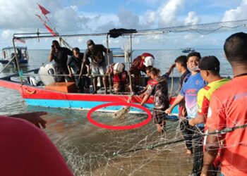SEEKOR buaya (dalam bulatan merah) tersangkut pada pukat yang dipasang oleh nelayan dalam satu operasi untuk menangkap reptilia tersebut oleh APM, bomba serta beberapa agensi lain berhampiran pantai Teluk Bahang, Pulau Pinang hari ini.