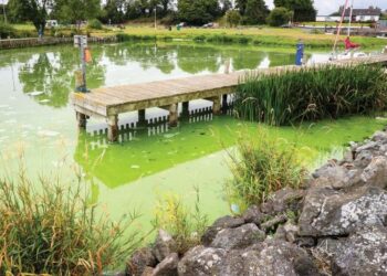 ALGA pekat berbau busuk mencemari air kawasan Battery Harbour di tepi Tasik Lough Neagh. – AFP