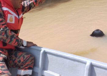 MAYAT kakitangan Jabatan Kerja Raya (JKR) ditemukan lemas kira-kira 200 meter dari lokasi mangsa terjatuh dari bot di Sungai Kampung Kedaik Lama, Muadzam Shah di Rompin, Pahang.
