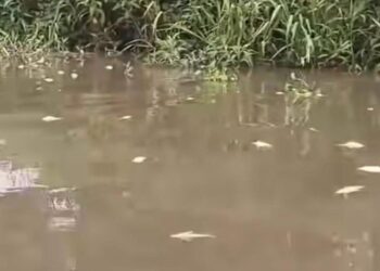 KEADAAN air di Sungai Bekok yang tercemar sehingga menyebabkan ribuan ekor ikan mati selain mengeluarkan bau tidak menyenangkan serta berminyak.