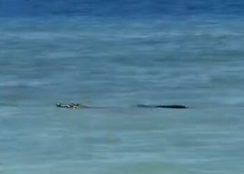 Kelibat buaya sepanjang kira-kira 3 meter di perairan Pulau Mamutik, salah satu pulau dalam Taman Tunku Abdul Rahman.  - GAMBAR MEDIA SOSIAL