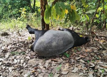 Bangkai seekor tapir yang ditemukan oleh penduduk di Kampung Putu, Lipis,Pahang. - IHSAN JKPP PUTU