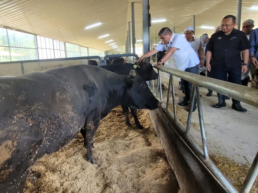 Bekalan daging untuk Ramadan, Aidilfitri cukup