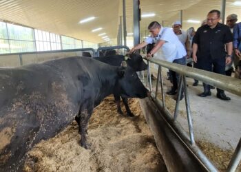 MOHAMAD Sabu (kiri) melawat Kandang Ternakan Wagyu Kelfarm Sdn. Bhd. di Seribong, Kota Bharu, Kelantan. - UTUSAN/MUSTAQIM MOHAMED
