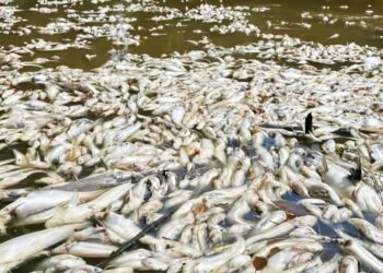 KEJADIAN ribuan ikan di Sungai Bera, Pahang mati sejak Jumaat lalu dipercayai kesan sisa kilang di pinggir sungai berkenaan adalah yang terburuk setakat ini.