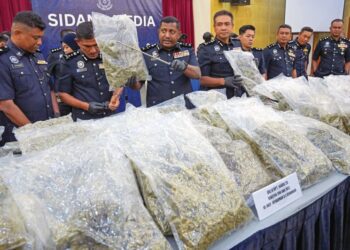 HUSSEIN Omar Khan menunjukkan dadah jenis bunga ganja yang dirampas  di sekitar Selangor pada sidang akhbar di IPK Selangor, Shah Alam, semalam. – UTUSAN/SADDAM YUSOFF
