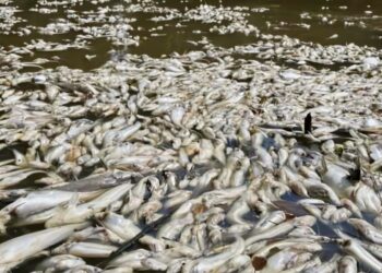 WALAUPUN sudah banyak aduan dibuat berhubung pencemaran di Sungai Bera namun tiada tindakan diambil bagi mengatasinya.