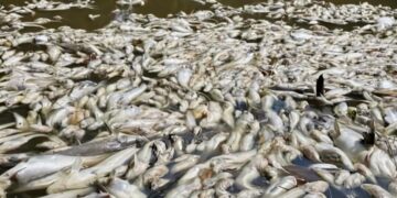 WALAUPUN sudah banyak aduan dibuat berhubung pencemaran di Sungai Bera namun tiada tindakan diambil bagi mengatasinya.