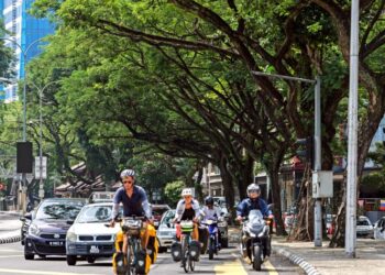 BANYAK pokok teduhan di tepi jalan sudah tua dan berisiko tumbang, maka memerlukan penjagaan seperti siram, pangkas atau dibaja secara berkala.