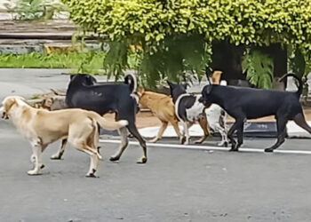 KAWANAN anjing liar berkeliaran di hadapan premis dan jalan raya 
di Bandar Baru Jerantut di Jerantut, Pahang.