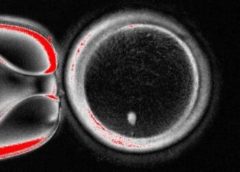 OVUM dilihat di bawah mikroskop selepas bahan genetik daripada sel kulit dimasukkan ke dalamnya.-AGENSI