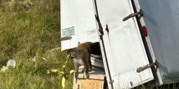 SEEKOR monyet terlepas keluar dari sebuah lori yang terbabit kemalangan di Mississippi.-AGENSI