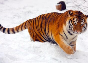 HARIMAU Siberia menjadi sasaran penduduk Korea Utara yang dilanda krisis kebuluran. – AGENSI