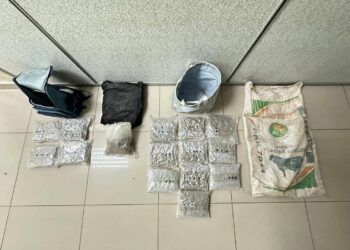 KETULAN bunga ganja yang dirampas PGA dalam serbuan di Kampung Tok Pelanduk, Pasir Mas, Kelantan semalam.-IHSAN PGA