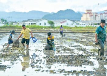 SEKUMPULAN kanak-kanak berkubang di dalam selut ‘menggagau’ ikan yang menjadi rutin tahunan setiap kali selepas musim menuai padi di Kampung Bakong, Arau, Perlis semalam. – UTUSAN/IZLIZAN OTHMAN