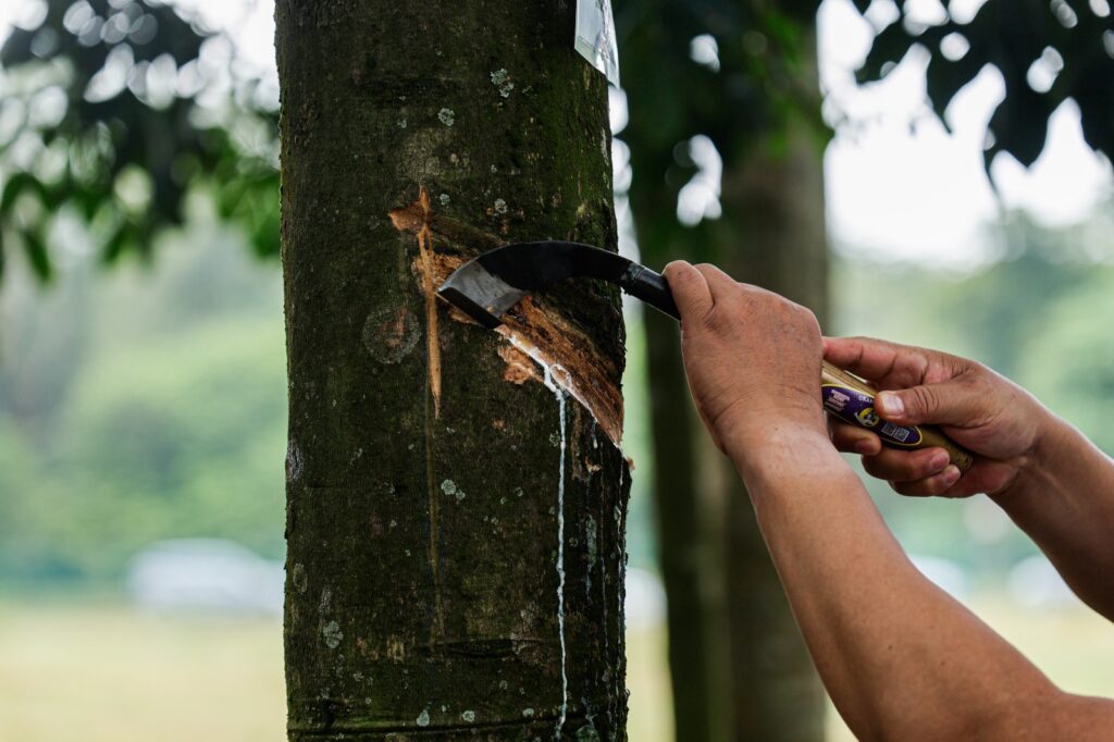 Pengeluaran getah asli susut 14 peratus