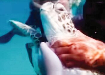 TANGKAP layar video tular memaparkan sekumpulan pelancong memegang dan mengganggu penyu ketika aktiviti snorkeling di Pulau Redang, Terengganu.