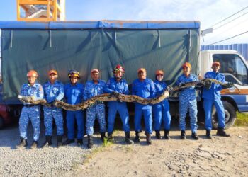 ANGGOTA Angkatan Pertahanan Awam Malaysia (APM)  menangkap ular sawa batik seberat 200 kilogram di Kampung Lubok Jambu, Kota Bharu, Kelantan. -  IHSAN APM