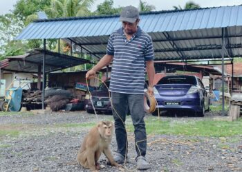 MOHD. Emirul Fazli Mohd. Juhari bersama beruk peliharaannya yang diberi nama Amat  ketika ditemui di Kampung Chengkau Ulu, Rembau. – UTUSAN/NOR AINNA HAMZAH