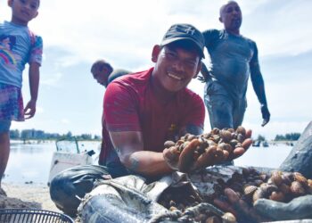 ZUHAIZDI Ibrahim dari Sungai Udang menunjukkan hasil kutipan kerang di Pantai Klebang, Melaka semalam. – MINGGUAN/ARIF HAMIZAN MISKON