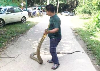 MOHD. Hamdan Mahadi menunjukkan ular tedung selar yang ditangkap ketika  bersembunyi di dalam peti sejuk buruk di Kampung Sungai Embak, Kuala Krai, Kelantan. - IHSAN MOHD. HAMDAN MAHADI