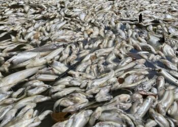 RIBUAN ikan ori Sungai Bera mati sejak Jumaat lalu dipercayai kesan sisa kilang dipinggir sungai berkenaan.