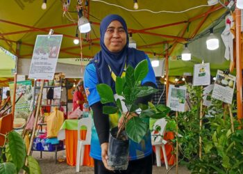 ARDIANA Edayu Abdullah menunjukkan anak pokok yang dijual pada karnival Perak Agrofest 2025 di Ladang Infoternak Sungai Siput, Perak baru-baru ini. – UTUSAN/MEGAT LUTFI MEGAT RAHIM