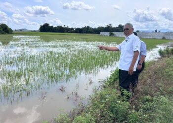 ISMAIL Salleh menunjukkan kawasan tanaman padi di bawah kawasan MADA yang tenggelam akibat banjir di Kampung Permatang Limau, Alor Setar, Kedah semalam.