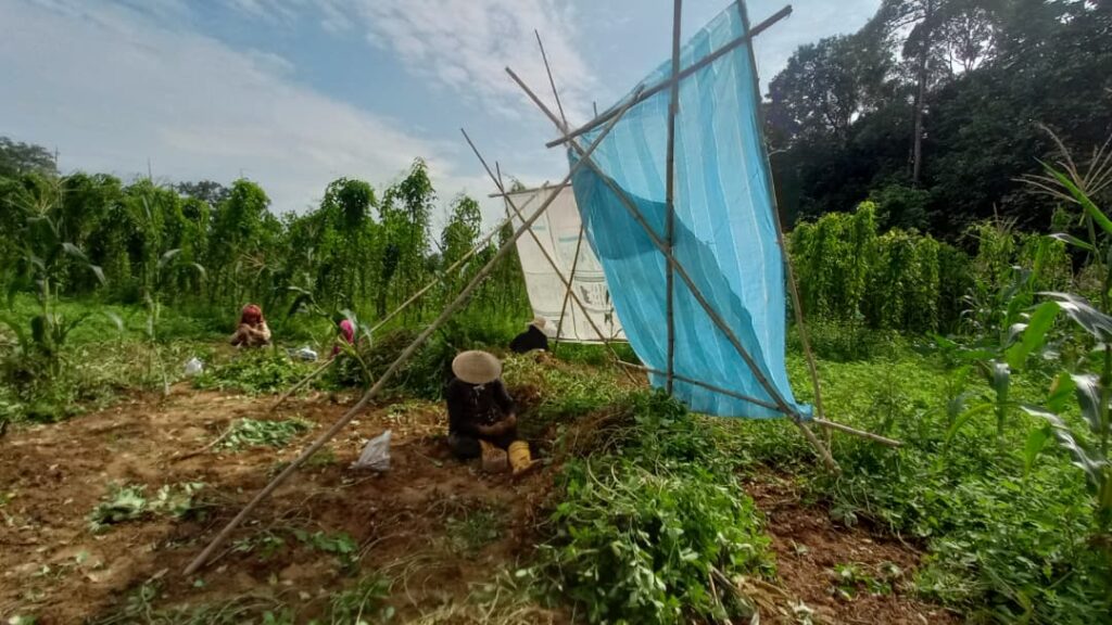 Rimau rakok, cara tradisi berteduh petani Kuala Menjing