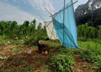 RIMAU rakok masih digunakan pekebun di Kampung Kuala Menjing, Hulu Terengganu. – UTUSAN/ NOOR HAYATI MAMAT