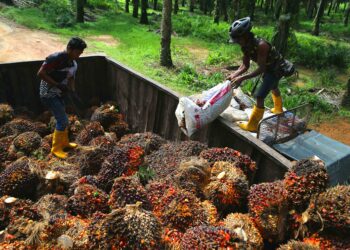 KAUNTER syarikat pengeluar minyak sawit antara yang meningkat selepas pemeteraian Perjanjian Tarif Timbal Balik Malaysia-Amerika Syarikat (AS) ketika Sidang Kemuncak ASEAN 2025, Ahad lalu. - GAMBAR HIASAN