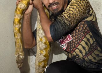 bersama ular sawa batik kesayangan sepanjang 10 kaki.