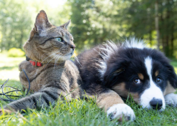 SEPASANG pengantin baharu memfailkan cerai di India susulan haiwan peliharaan mereka saling ‘bergaduh’. – AGENSI