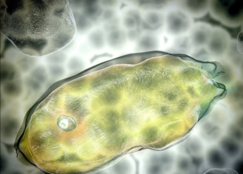 MIKROORGANISMA purba yang dihidupkan semula berpotensi cetuskan pandemik penyakit baharu. – AGENSI