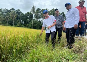 LUQMAN Ahmad ( kiri) meninjau hasil padi tuaian pertama di bendang Gunung, Bachok, Kelantan. -  UTUSAN/TOREK SULONG