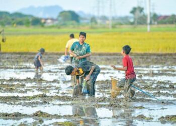SEKUMPULAN kanak-kanak berkubang di dalam selut ‘menggagau’ ikan yang menjadi rutin tahunan setiap kali selepas musim menuai padi di Kampung Bakong, Arau, Perlis baru-baru ini. – UTUSAN/IZLIZAN OTHMAN