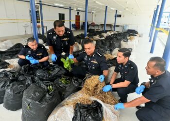 ASHARI Abu Samah (duduk, tengah) menunjukkan daun ketum yang dirampas dalam sidang akhbar di Ibu pejabat Polis Daerah (IPD), Kuantan, Pahang. - UTUSAN/SHAIKH AHMAD RAZIF
