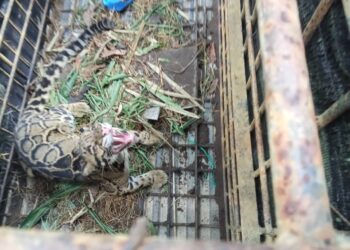 SEEKOr harimau dahan yang masuk perangkap dipsang Perhilitan di Kampung Kelekok La, Hulu Besut, Besut, Terengganu.