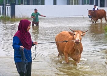 Penternak, Nor Syaida Che Ibrahim, 39, memindahkan lembu ternakannya ke tempat yang lebih tinggi selepas beberapa lokasi di sekitar Bukit Payung mula dinaiki air ketika tinjauan di Kampung Tok Dir, hari ini.  -UTUSAN/PUQTRA HAIRRY