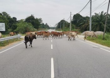 LEMBU berkeliaran di jalan raya ketika tinjauan di Jalan Chikus- Langkap dekat Teluk Intan, baru-baru ini. 
– UTUSAN/AIN SAFRE BIDIN