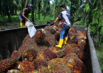 AKIBAT kekurangan peruntukan, kadar penanaman semula pokok sawit hanya sekitar dua peratus, sedangkan sasaran ideal empat hingga lima peratus setahun.
