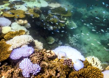 KAWASAN terumbu karang di Australia boleh pulih semula sekiranya pemanasan global dapat dikekang di bawah dua darjah Celsius. – AFP