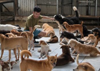 SEORANG pekerja memberi makan anjing liar yang diselamatkan dari restoran menjual hidangan daging haiwan itu di Jakarta.-AFP